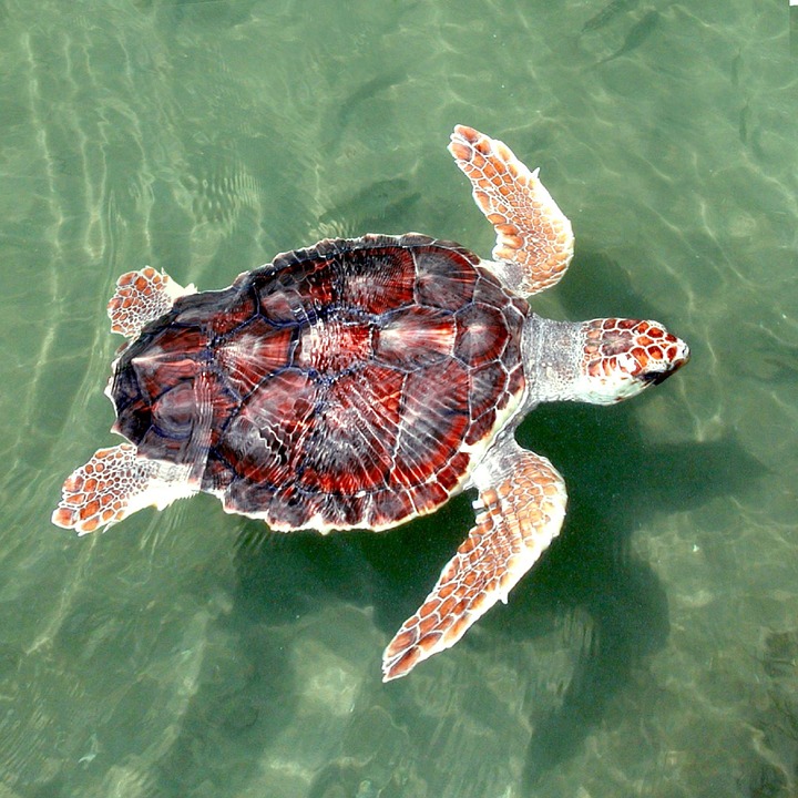Στα θύματα της κλιματικής αλλαγής συγκαταλέγονται οι θαλάσσιες χελώνες