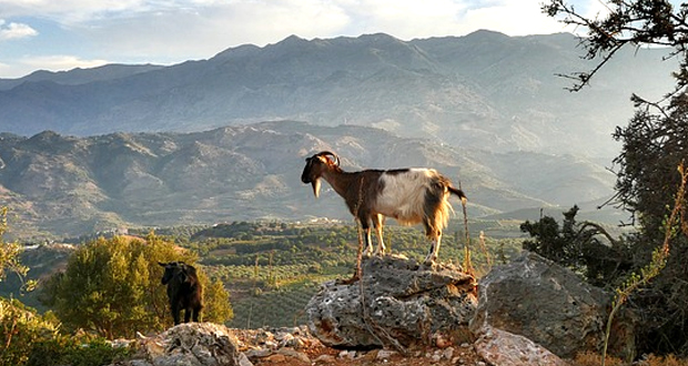 Αυξήθηκαν οι ενισχύσεις των κτηνοτρόφων στα μικρά νησιά του Αιγαίου
