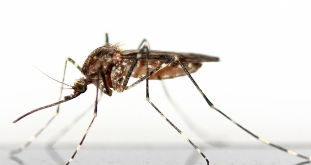Συνεχίζεται το Πρόγραμμα καταπολέμησης κουνουπιών της Περιφέρειας Αττικής στην Περιφερειακή Ενότητα Πειραιά