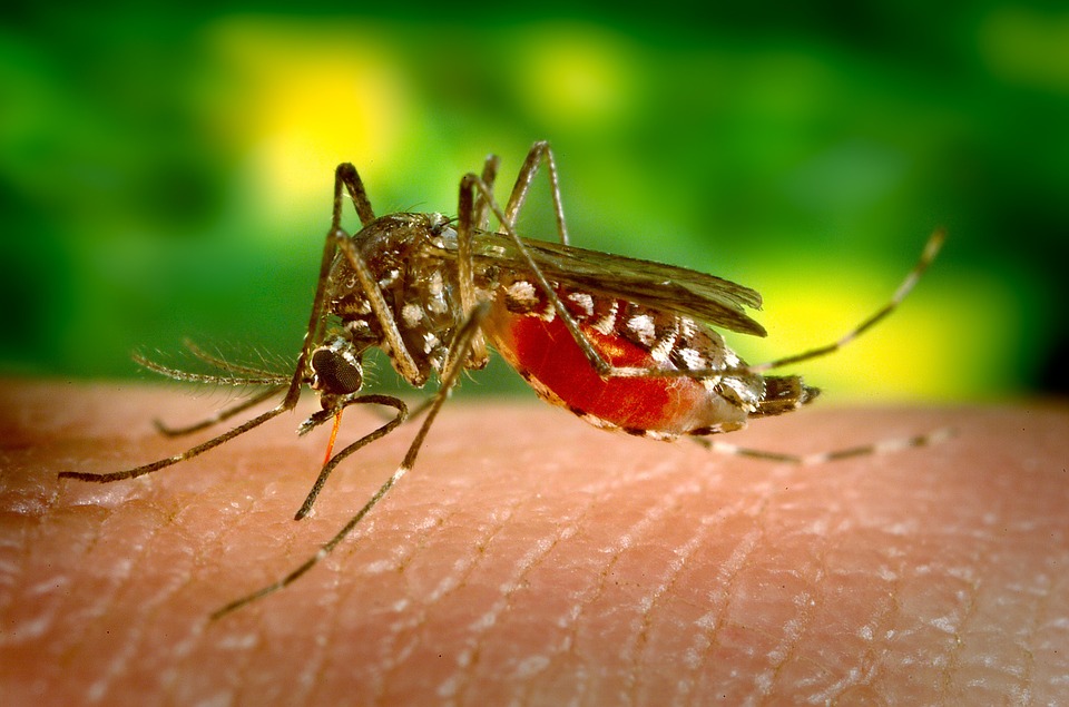 EKΠΑ – Ανθελονοσιακά εμβόλια: Μία νέα εποχή στην μάχη κατά της ελονοσίας και ο ρόλος της τεχνολογίας mRNA