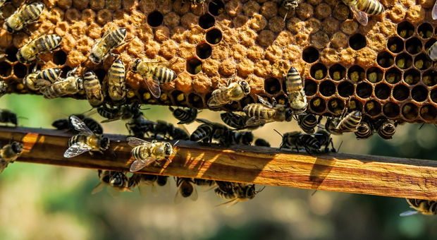 Ο Μ. Βορίδης στηρίζει εμπράκτως τον μελισσοκομικό κλάδο