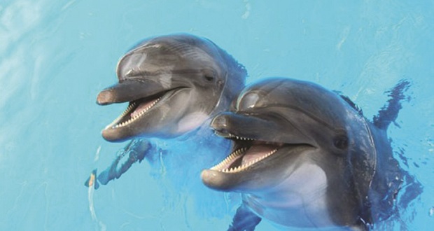 Επιστήμονες ανακάλυψαν ότι από τη νόσο Αλτσχάιμερ προσβάλλονται και τα δελφίνια…