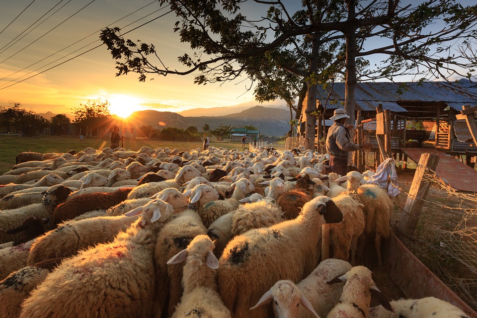 ΥΠΑΑΤ: Ξεκίνησε η υποβολή αιτήσεων από τους νεοεισερχόμενους κτηνοτρόφους έτους 2021 στο Μέτρο 22
