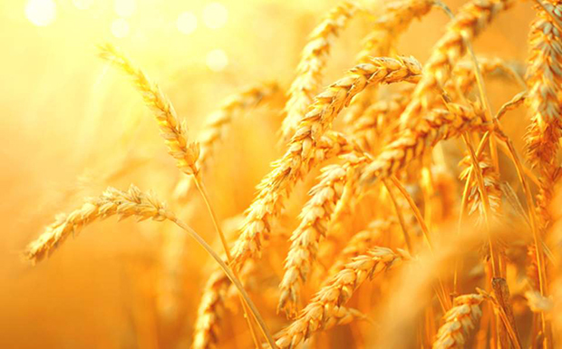 Ζ. Ντενορμαντί: Η Ευρώπη πρέπει να αυξήσει την παραγωγή σιτηρών για να «αποφύγει μια παγκόσμια επισιτιστική κρίση»