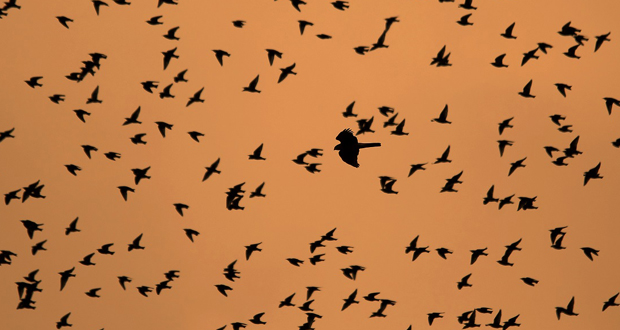 ΑΦΙΕΡΩΜΑ ΤΟΥ IANOΥ ΣΤΗ ΜΕΤΑΝΑΣΤΕΥΣΗ ΤΩΝ ΠΟΥΛΙΩΝ: Ελληνική Ορνιθολογική Εταιρεία | Παγκόσμια Ημέρα Αποδημητικών Πτηνών