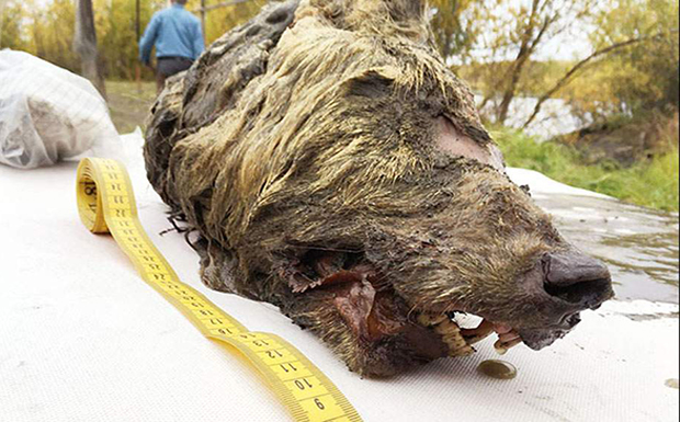 Kεφάλι προϊστορικού λύκου βρέθηκε σχεδόν άθικτο στη Σιβηρία