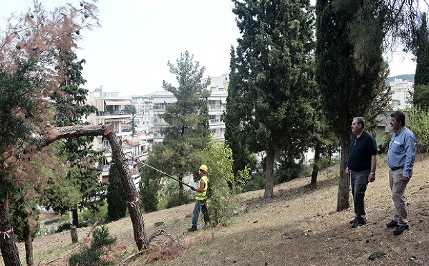 Δήμος Νεάπολης-Συκεών: Υλοτόμηση ξηρών δένδρων στο Δημοτικό Άλσος Συκεών