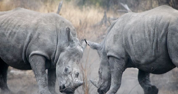 Στο Εθνικό Πάρκο Ακαγκέρα της Ρουάντα επανεγκαταστάθηκαν πέντε μαύροι ρινόκεροι…