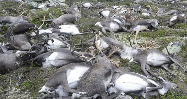 Διακόσιοι τάρανδοι βρέθηκαν νεκροί από την πείνα στο νορβηγικό Αρχιπέλαγος Σβάλμπαρντ, στην Αρκτική