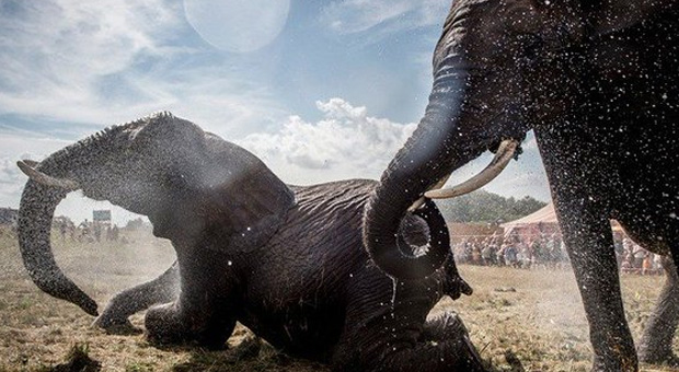 Μποτσουάνα: 100 ελέφαντες θύματα της ξηρασίας