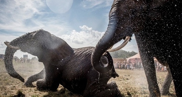 Η ξηρασία σκοτώνει τους ελέφαντες και η πείνα τους ανθρώπους…