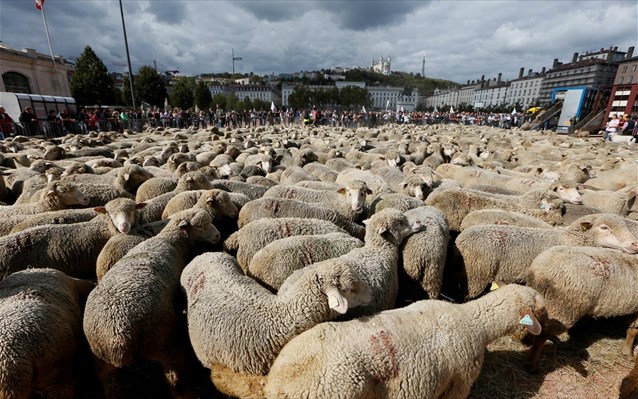 Ρουμανία: Μεγάλη επιχείρηση για τη διάσωση 14.600 προβάτων από πλοίο