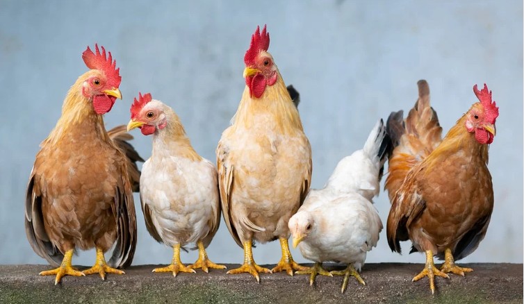 Guardian: Τα χλωριωμένα κοτόπουλα στο επίκεντρο των συζητήσεων Ε.Ε. – Ηνωμένου Βασιλείου