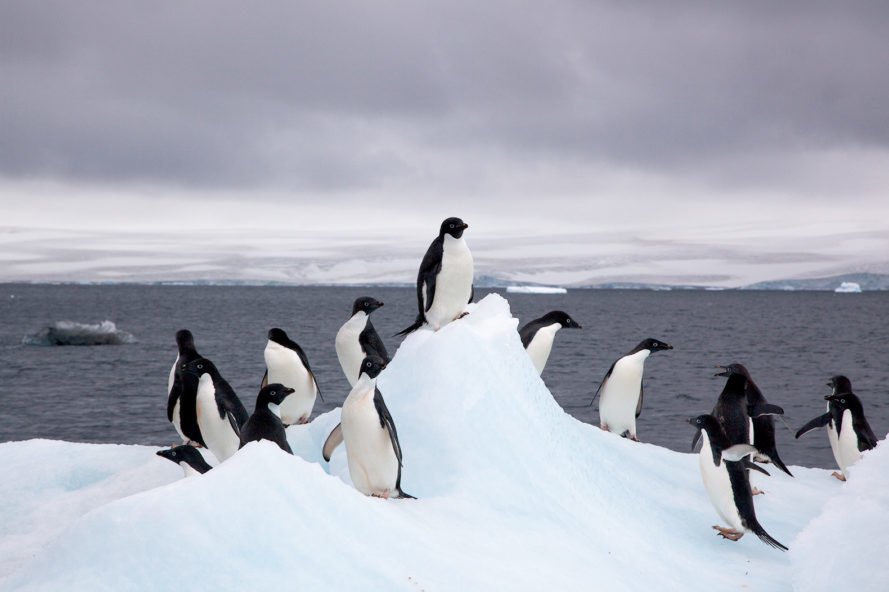 Ανταρκτική: Για πρώτη φορά στα χρονικά η θερμοκρασία ξεπέρασε τους 20 βαθμούς Κελσίου!