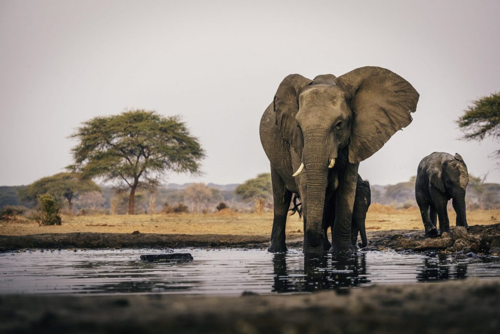 Πεθαίνουν οι ελέφαντες στην Μποτσουάνα