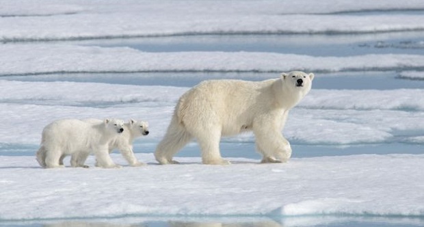 Αρκτική: Υπό τον κίνδυνο της ολοκληρωτικής εξαφάνισης οι πολικές αρκούδες σε 80 χρόνια