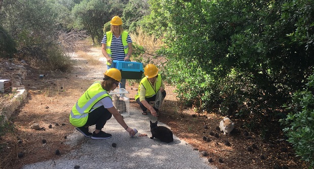 Δήμος Ελληνικού – Αργυρούπολης: Συνεχίζονται οι δράσεις περισυλλογής αδέσποτων γάτων από το πρ. Αεροδρόμιο Ελληνικού