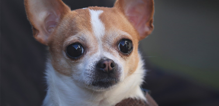 Σκυλίτσα έσωσε το “αφεντικό” της που έπαθε εγκεφαλικό (video)