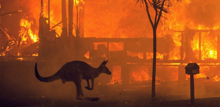 Καταστροφικές οι συνέπειες των πυρκαγιών για την πανίδα της Αυστραλίας