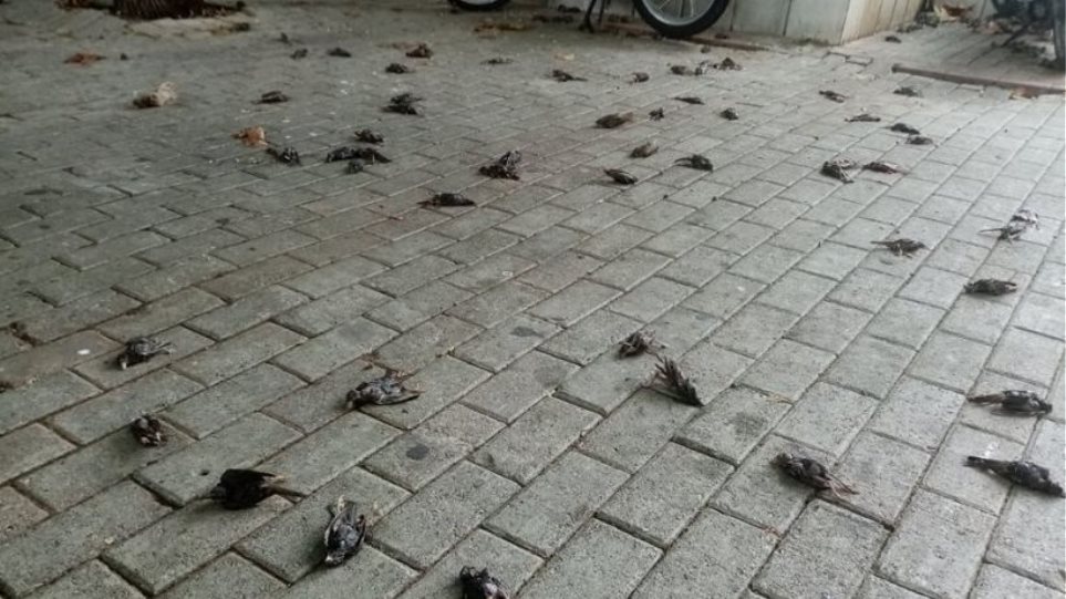 Κακοκαιρία – Εύβοια: Απίστευτες εικόνες στη Χαλκίδα με εκατοντάδες νεκρά πουλιά στην παραλία