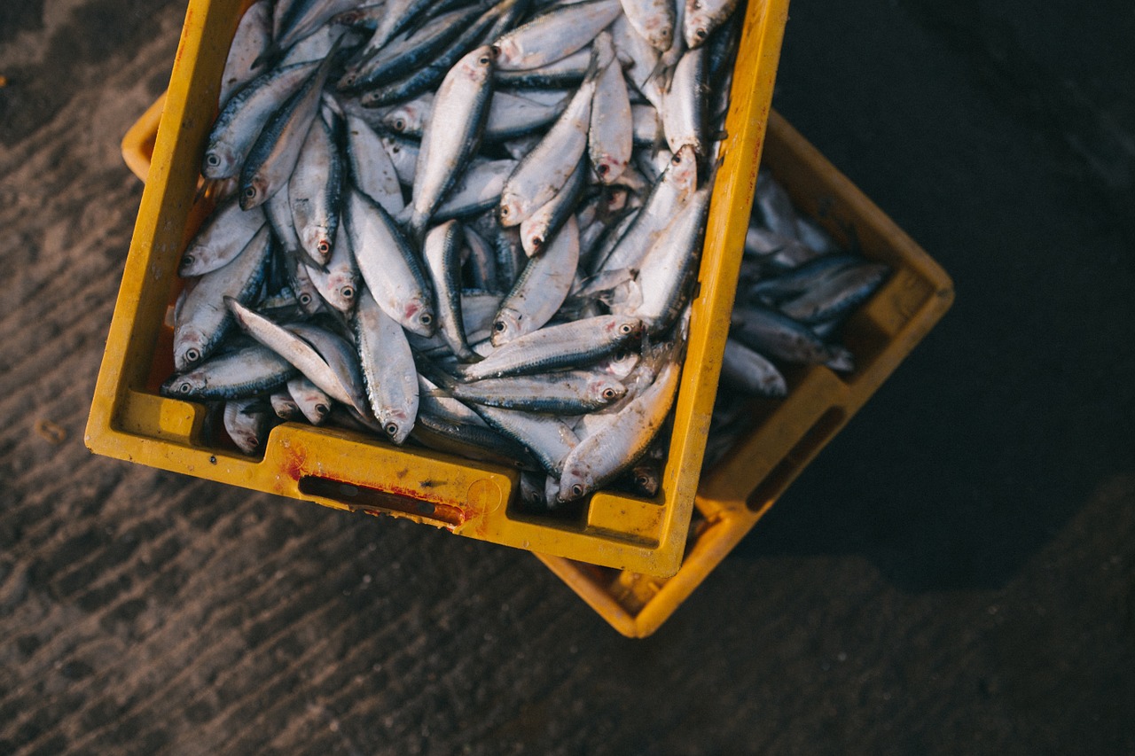 ΥπΑΑΤ: Πάνω από 11 εκατομμύρια ευρώ στους λογαριασμούς των παράκτιων αλιέων