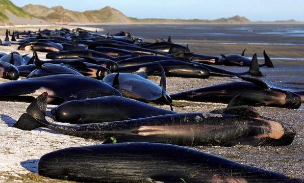 Η Υπηρεσία Διατήρησης της Άγριας Φύσης της Νέας Ζηλανδίας (DOC) ανακοίνωσε ότι 97 φάλαινες και 3 δελφίνια πέθαναν…