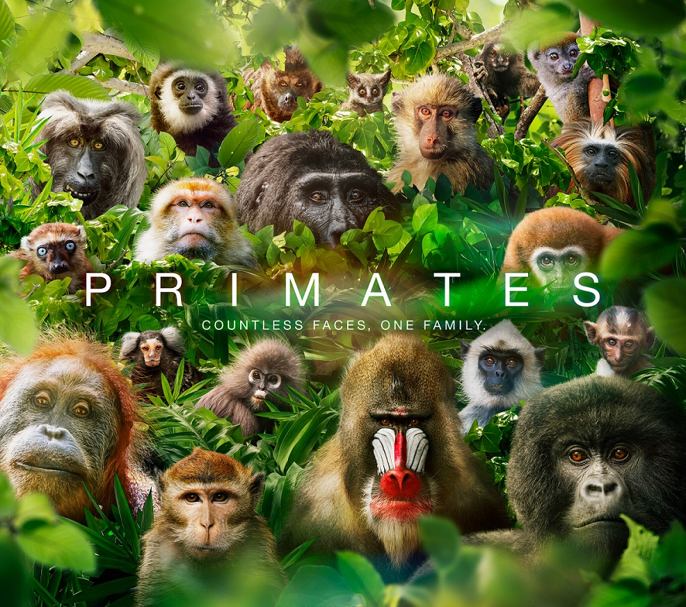 “Primates”: Ντοκιμαντέρ σε Α’ Τηλεοπτική Μετάδοση στον ΣΚΑΪ