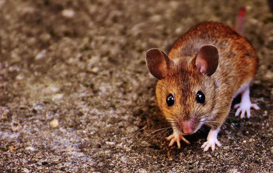 Παράλυτα ποντίκια με παραπληγία περπάτησαν ξανά χάρη σε πειραματική γερμανική θεραπεία