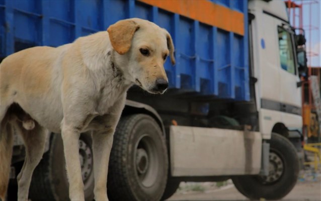 Δήμος Ιλίου: Φροντίδα σε αδέσποτα ζώα στη διάρκεια της κακοκαιρίας