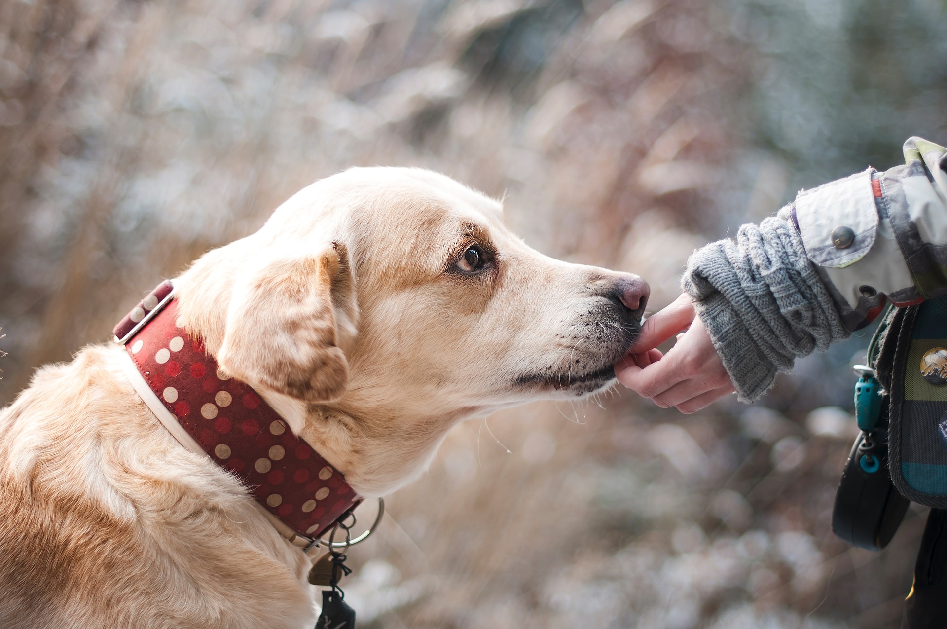 Γονιδιακή θεραπεία για την τύφλωση σε σκύλους δίνει ελπίδες και για τους ανθρώπους