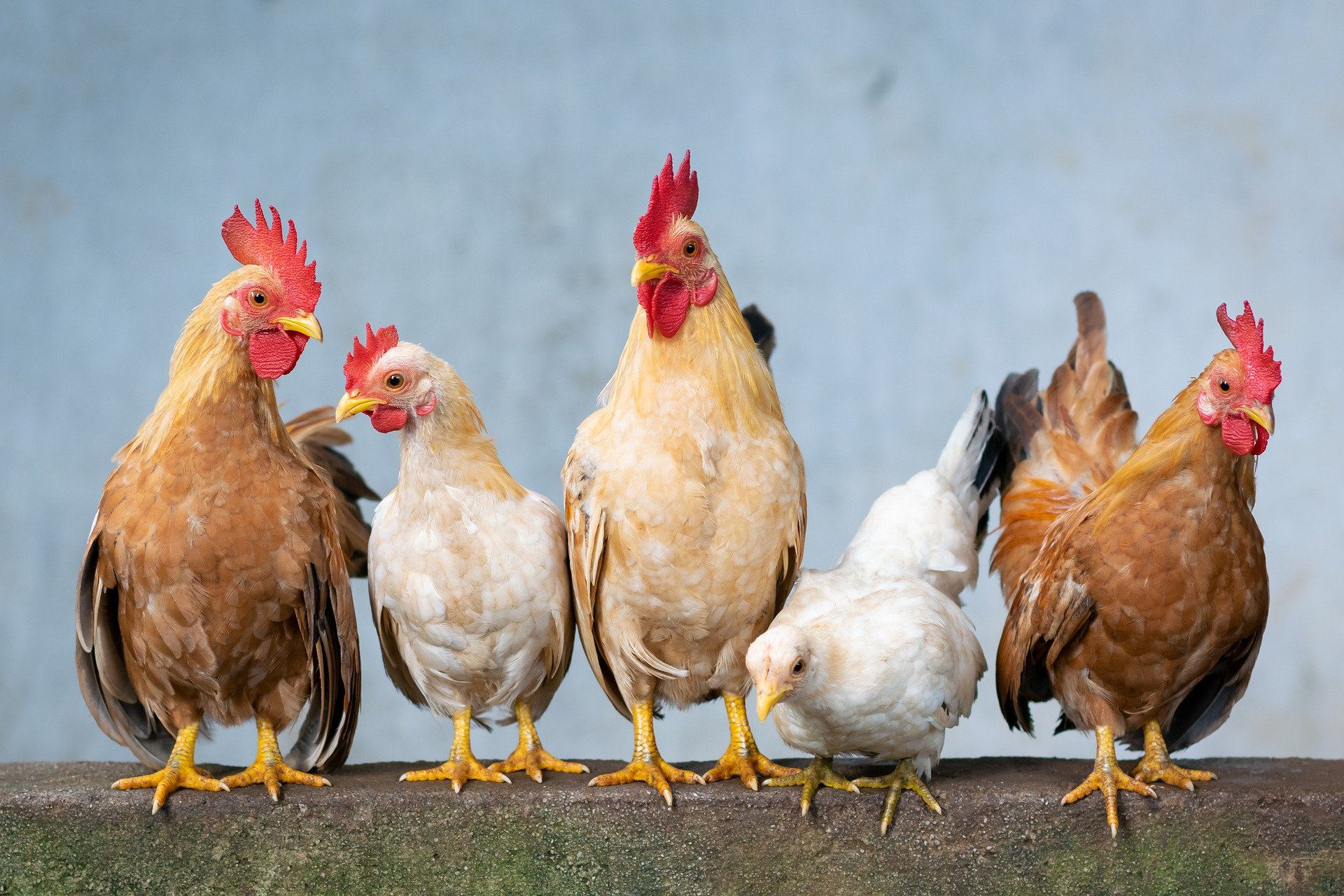 Γκ. Μαγιορκίνης, καθ. Επιδημιολογίας: Η γρίπη των πτηνών μπορεί να προκαλέσει την επόμενη πανδημία!