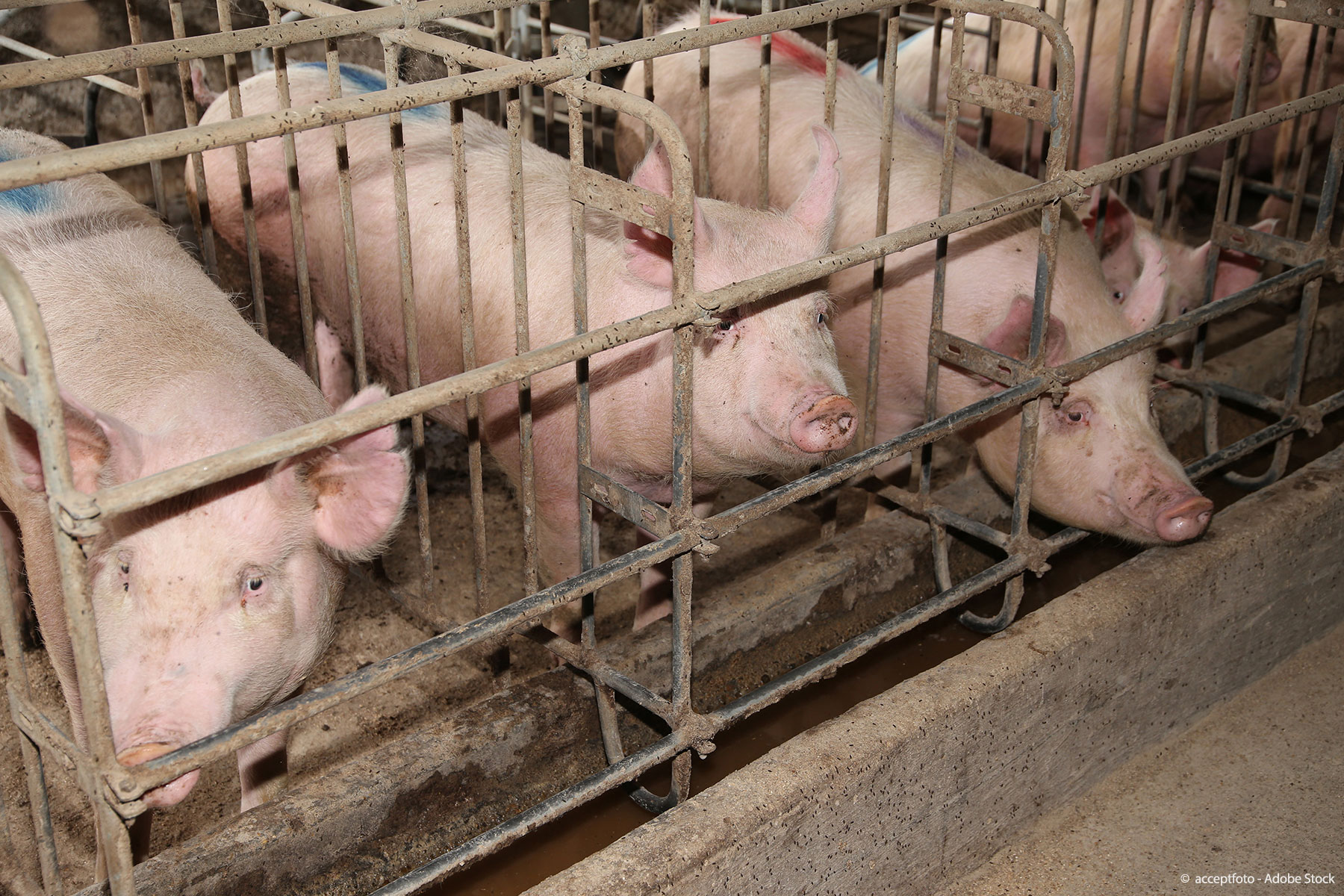 Το ΕΚ υπέρ της πρωτοβουλίας πολιτών για σταδιακή κατάργηση των κλουβιών στην κτηνοτροφία