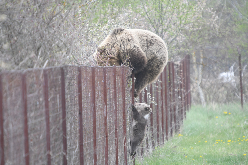 Αρκούδα σκαρφαλώνει φράχτη μαζί με το μωρό της και «κλέβει» κεράσια!