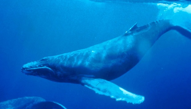 Οι μπλε φάλαινες, τα μεγαλύτερα θηλαστικά του πλανήτη, επέστρεψαν στα ανοικτά των ατλαντικών ακτών της Ισπανίας