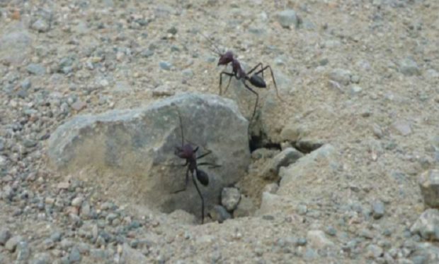 Τα μυρμήγκια έχουν αναπτύξει μια μέθοδο κατασκευής που μοιάζει με το δημοφιλές παιχνίδι «Τζένγκα»