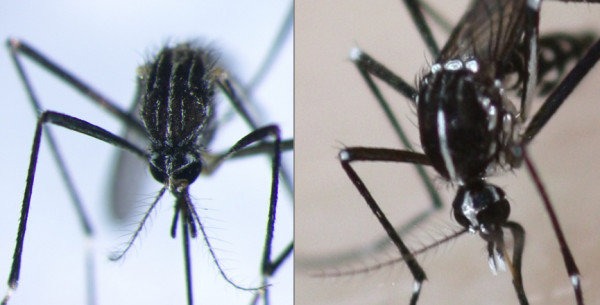 Ιταλίδα εντομολόγος: Στην Ιταλία κορεάτικο κουνούπι ανθεκτικό στο κρύο – Θα μπορούσε να προσαρμοστεί και να ‘αποικίσει’ και την Ελλάδα