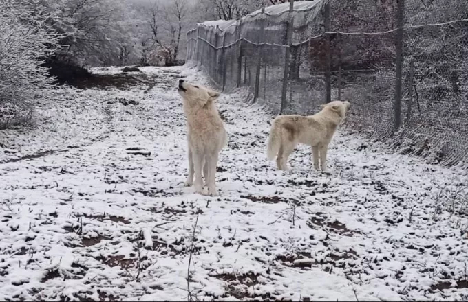 Όταν οι λύκοι υποδέχονται το χιόνι (video)