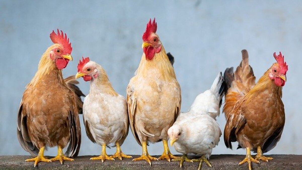 Ο συναγερμός για τη γρίπη των πτηνών οδηγεί τον κόσμο προς τα εμβόλια που κάποτε αποφεύγονταν