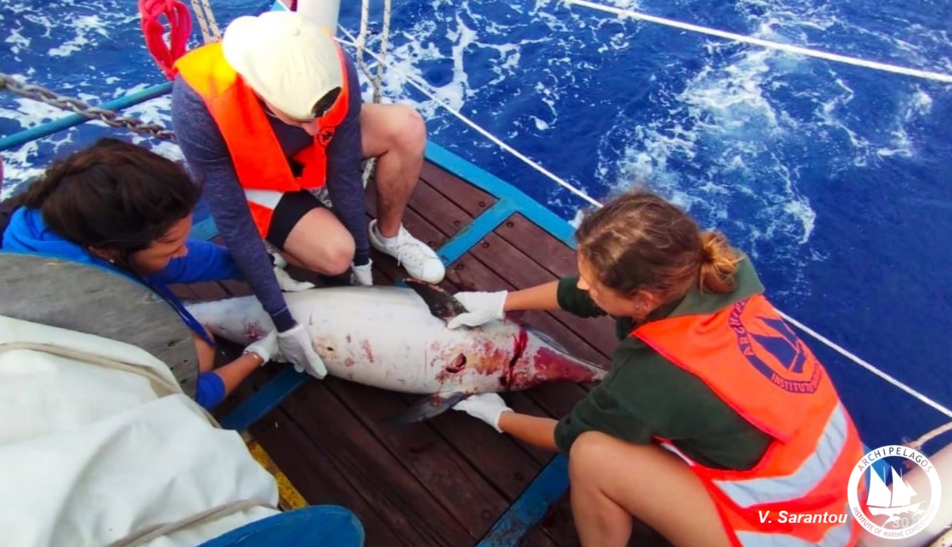 “Αρχιπέλαγος”: Οι θανατώσεις Ζωνοδέλφινων στο ΒΑ Αιγαίο συνεχίζονται, λέει το Ινστιτούτο Θαλάσσιας Προστασίας