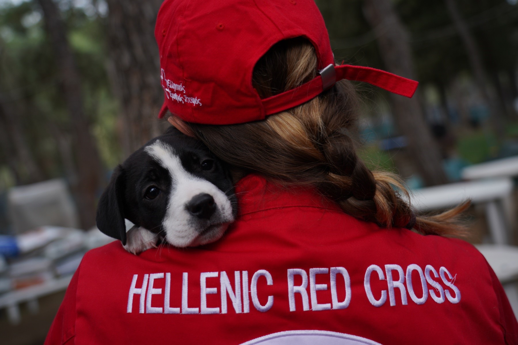 Παγκόσμια Ημέρα Ζώων: Σεμινάρια Πρώτων Βοηθειών για σκύλους απο τον Ελληνικό Ερυθρό Σταυρό