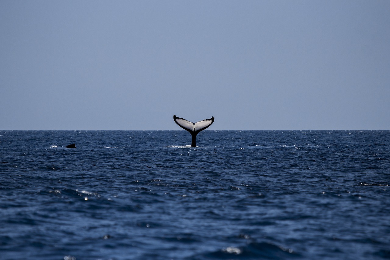 «SAvE Whales»: Τι είναι το σύστημα προειδοποίησης διερχόμενων πλοίων για την έγκαιρη αναγνώριση μεγάλων, θαλάσσιων θηλαστικών