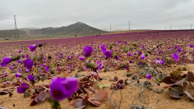 Έρημος Ατακάμα Χιλή: Η πιο ξερή έρημος του κόσμου γέμισε άνθη – Έχει ζήσει και 400 χρόνια χωρίς βροχή!