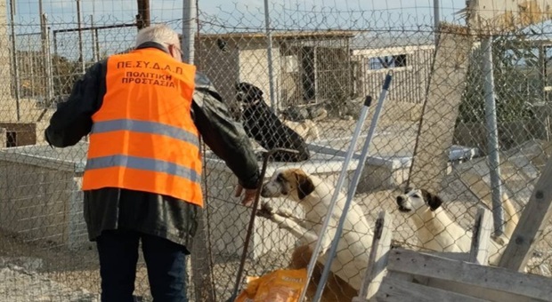 Αποστολή βοήθειας του ΔΙΚΕΠΑΖ σε Καταφύγιο αδέσποτων ζώων της Σαντορίνης